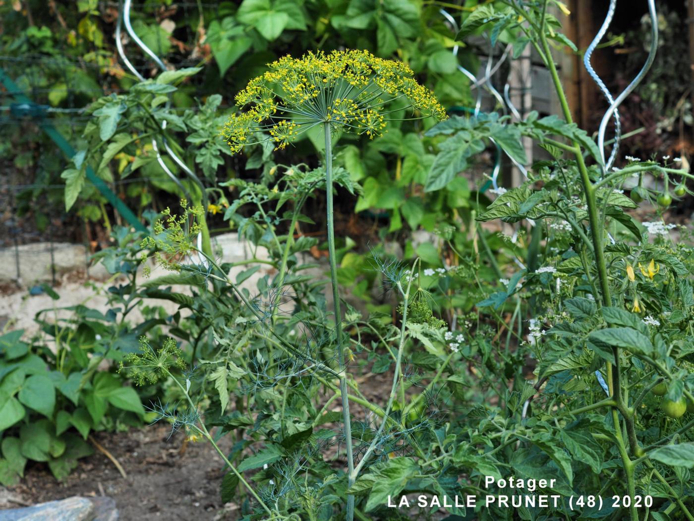 Dill plant